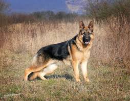 We did not find results for: Is The Belgian Malinois German Shepherd Mix The Dog For You K9 Web