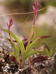 Image result for Polystachya valentina