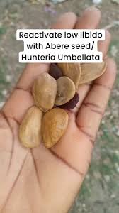 Image result for Hunteria umbellata