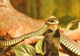 In Terms Of Venom Potency The Boomslang Is South Africa S Deadliest Snake However This Tree Dwelling Reptile Is Shy And Retirin Snake Southern Africa Africa