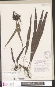 Image result for Loxogramme abyssinica