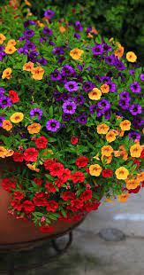 Flowers Container Gardening Flowers Container Flowers Flower Pots