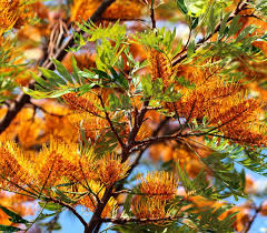 Image result for Grevillea robusta