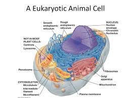 Check spelling or type a new query. Cells And Organelles A Eukaryotic Cell Has Membrane Bound Organelles Ppt Video Online Download