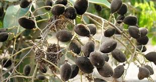 Pin On Collection Fruits