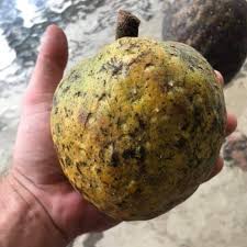 Image result for Annona reticulata