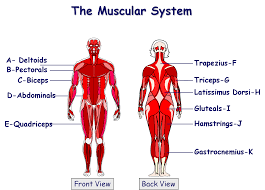 Support and protect your spine; Pe 1 2 4 A Healthy Active Lifestyle And Your Muscular System Muscular System For Kids Muscular System Human Muscular System