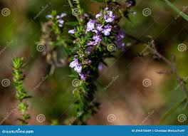 Image result for Micromeria imbricata