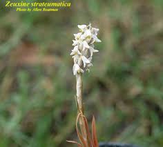 Image result for Zeuxine elongata