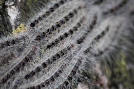 What are the best ways to get rid of mealybugs? Oak Processionary Wikipedia