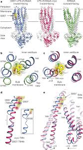 Structural basis for dual-mode inhibition of the ABC transporter MsbA |  Nature