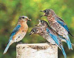 Birds And Blooms 2019 Photo Contest Winners عصافير Birds Beautiful Birds Wild Birds