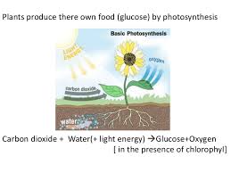 How do plants obtain and store energy from the environment? How Plants Works