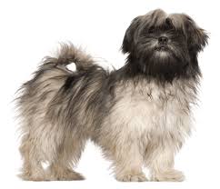 Lhasa apsos puppies will cost anywhere from $1,000 to $5,000 usd. Lhasa Apso Dog Breed Facts And Information Wag Dog Walking