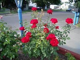 Facebook Mr Lincoln Rose Planting Roses Rose