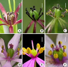 Image result for Iphigenia pauciflora