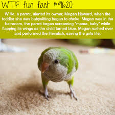 Wtf Facts Page 57 Of 1921 Funny Interesting And Weird Facts Fun Facts About Animals Weird Facts Funny Weird Facts