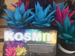 2.1 пересадка и размножение кактуса цереус. Kosmik Kaktus Found At Home Depot Today Plantabuse