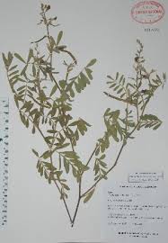 Image result for Tephrosia aequilata