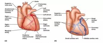 The spare blood vessels that immediately comes to mind are the gold standards for vascular surgeries: What Are The Major Blood Vessels Of The Heart Quora