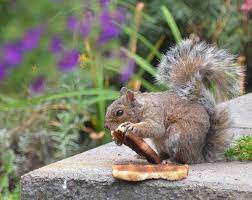 Squirrel Eating Toast What Do Squirrels Eat Squirrel Diet Fox Squirrel