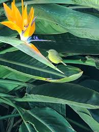 A green little bird in San Diego, California :) (ID'd as an orange-crowned  warbler, with the help of the Merlin app.) : r/birding