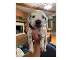 See more ideas about dalmatian, puppies, dalmatian puppy. Dalmatian Puppy For Sale By Ownertexas Puppies For Sale Near Me