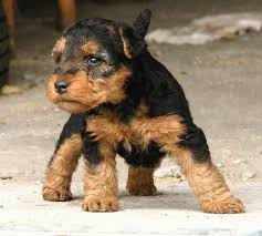 Airedale puppies for sale scotland. Mrs Puppies Pictures And Information Welsh Terrier Puppy Airedale Terrier Puppies Airedale Dogs