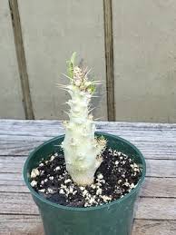 Image result for Pachypodium saundersii