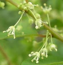 Image result for Flueggea