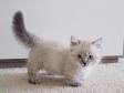 Controversial Munchkin Cat Health Problems and ...