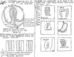 These digestive system worksheets for kids will take you through the journey that food makes there are colored pictures for labeling and then line pictures for coloring in. Digestive System Coloring Worksheets Teaching Resources Tpt