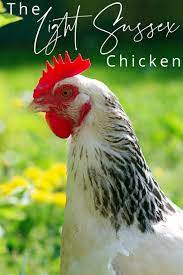Check spelling or type a new query. The Light Sussex Chicken A Breed Review