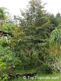 All of our paper waste is recycled and turned into corrugated cardboard. Durio Sp Durian Durian Kuning Durian Merah Toptropicals Com