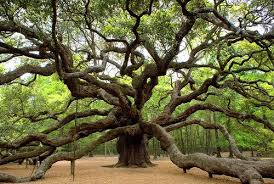 Flickriver Most Interesting Photos Tagged With Angeloak Angel Oak Angel Oak Trees Angel Tree