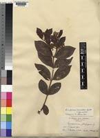 Image result for Psorospermum febrifugum