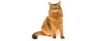Somali Cat Breeders: Fanciers Breeder Referral List