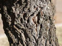 Image result for Acacia robusta
