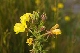 Primrose produces individual flowers that are usually yellow colored. Oenothera Biennis Wikipedia
