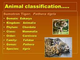 Carl Linnaeus B B B Born In Sweden C C C Carl Linnaeus Is Known As The Father Of Taxonomy F F F First Scientist To Use The System Of Bionomial Ppt Download