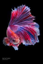 Pin En Beta Fish