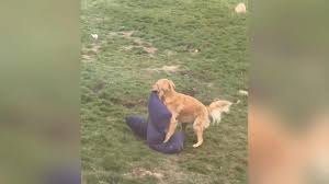 Schweini statt Feini!: Frauchen machtlos bei Sex-Spielchen! Horny-Hund  rammelt wild