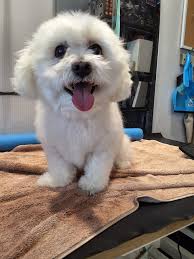 Douglas, Jett, Milo, Mojito, Milo, Jessie, Chester, Oscar, Teddy, Toby,  Ollie, and Matlö.