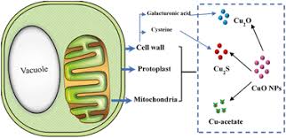 Search, discover and share your favorite plant cell gifs. Transformation And Species Identification Of Cuo Nanoparticles In Plant Cells Nicotiana Tabacum Environmental Science Nano Rsc Publishing