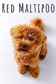 Red Maltipoo A Guide To The Popular Red Colored Maltipoo