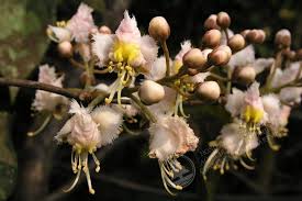 Image result for Hiptage benghalensis