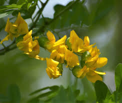 Image result for Maerua aethiopica