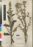 Image result for Neojeffreya