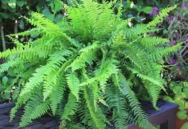 Still others are golden in color. How To Grow Boston Fern Plants Outside Gardening Channel