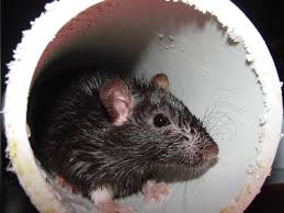P3 international p7805 animal chaser, 40' infrared sensor, ultrasonic emitter, auto off, weather resistant, led indicator p3 p7816 attack wave pestrepeller for rodent control, with frequency from 30k to 60k hz, coverage up to 5,000 feet regular price: Rats Chicago Tops Orkin S Rattiest Cities List For Sixth Consecutive Time